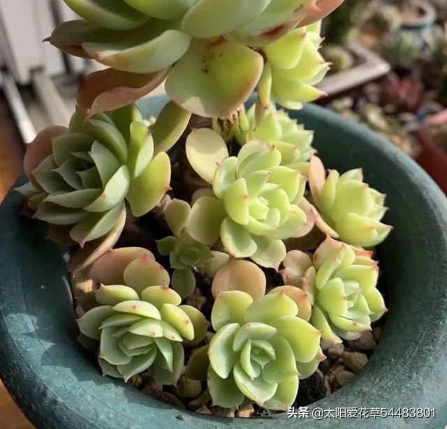 多肉碧桃的養(yǎng)殖方法和注意事項_多肉植物碧桃的養(yǎng)護_碧桃多肉冬天怎么養(yǎng)