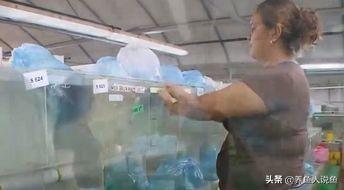 觀賞魚新魚入缸為了避免損失你需要了解的一