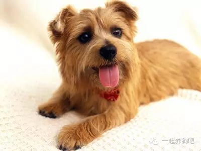 狗為什么要斷尾_為什么狗要斷尾_狗要斷尾巴多大合適