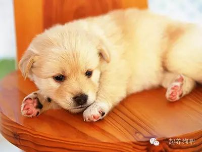 狗要斷尾巴多大合適_狗為什么要斷尾_為什么狗要斷尾