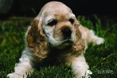 為什么狗要斷尾_狗要斷尾巴多大合適_狗為什么要斷尾