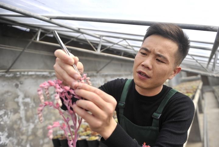 總寫名言的叫迭名_多肉命名怎么來的_多肉本名叫什么