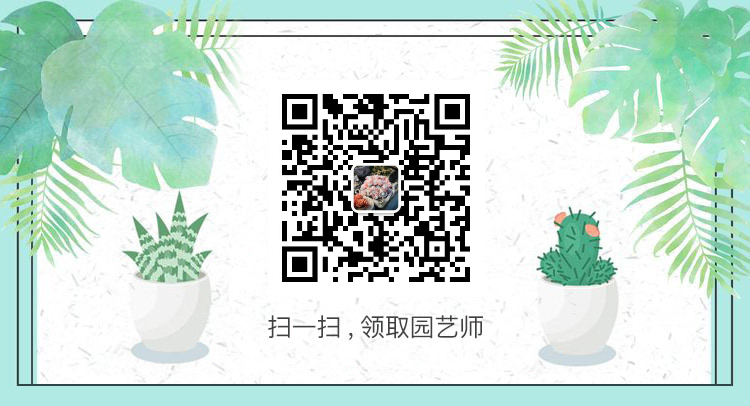 淡雪多肉種什么盆好看_淡雪多肉配什么花瓶好看_盆多肉是什么