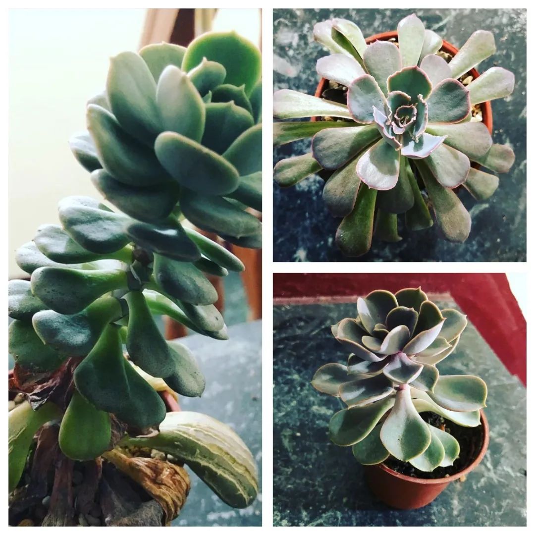 盆多肉是什么_淡雪多肉種什么盆好看_淡雪多肉配什么花瓶好看