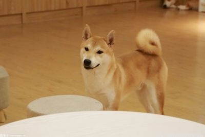 狗狗亂吃東西怎么讓他吐出來？狗狗亂吃東西