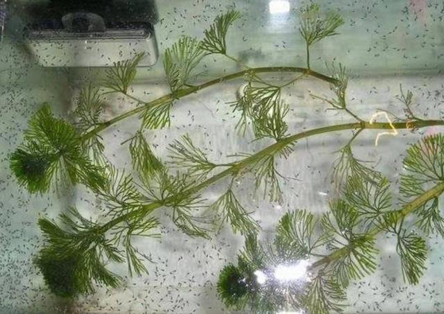 紅寶石魚顏色_觀賞寶石魚紅色是什么_觀賞魚紅寶石