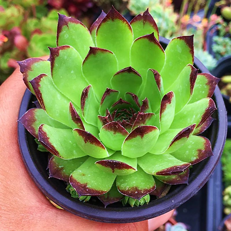 冬天養(yǎng)觀音蓮，從4點(diǎn)入手，輕松養(yǎng)出狀態(tài)，