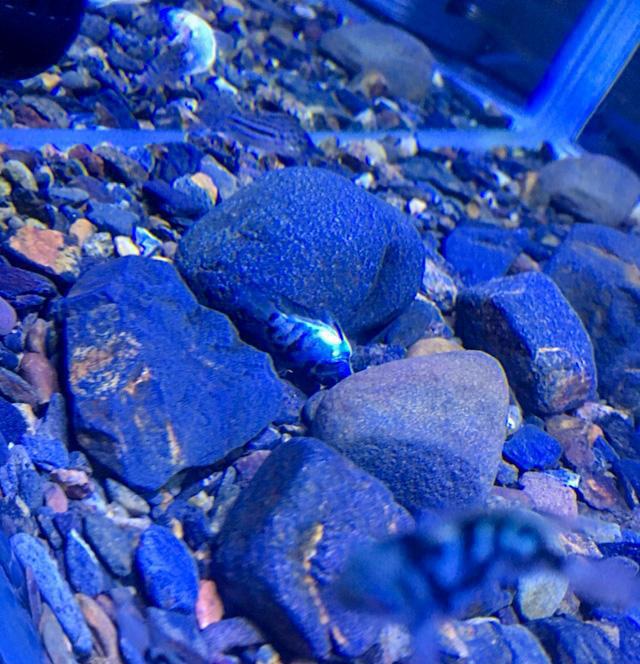 賣觀賞魚違法嗎_賣魚觀賞魚_如何賣觀賞魚