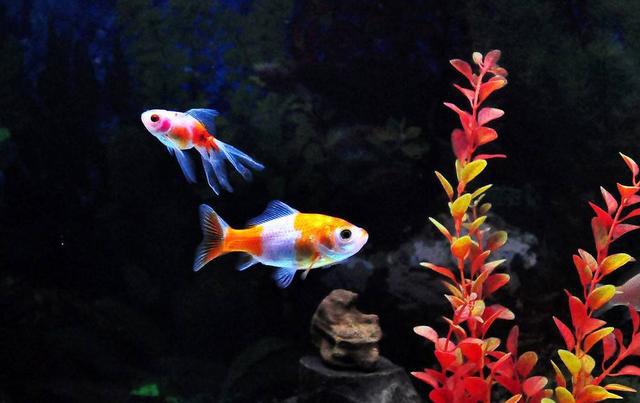 賣觀賞魚違法嗎_如何賣觀賞魚_賣魚觀賞魚