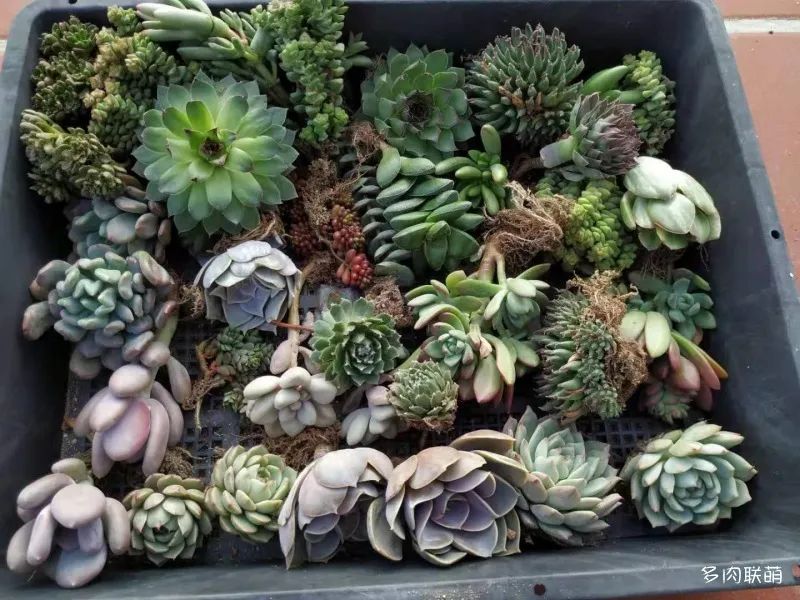 多肉脫土，可以活多久