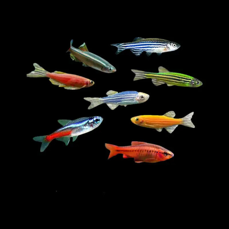 直播賣觀賞魚_觀賞直播賣魚違法嗎_直播賣觀賞魚平臺