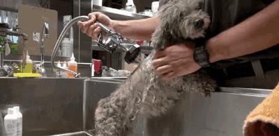 偶遇流浪狗,想要把狗狗帶回家時,要注意這幾