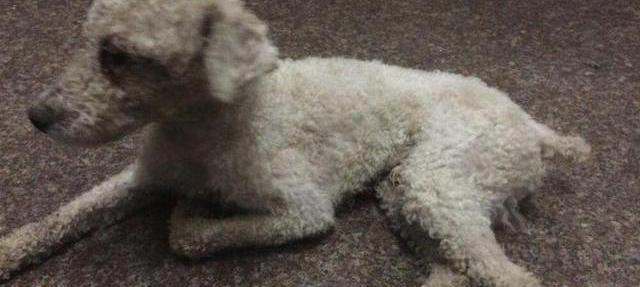 撿忌諱狗回家有什么說法_撿忌諱狗回家有什么講究_撿狗回家有忌諱嗎