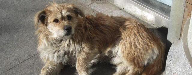 撿狗回家有忌諱嗎_撿忌諱狗回家有什么講究_撿忌諱狗回家有什么說法