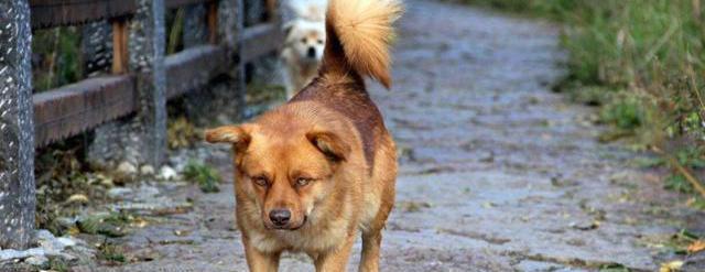 撿忌諱狗回家有什么講究_撿忌諱狗回家有什么說法_撿狗回家有忌諱嗎