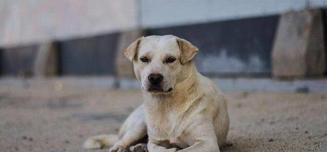 撿忌諱狗回家有什么講究_撿狗回家有忌諱嗎_撿忌諱狗回家有什么說法