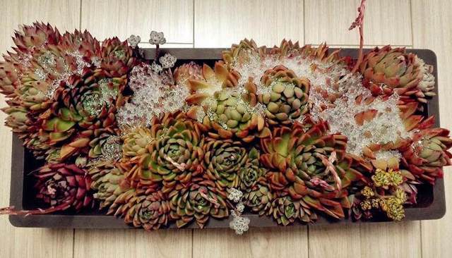 多肉究竟能承受多少度的低溫，你造么？多肉