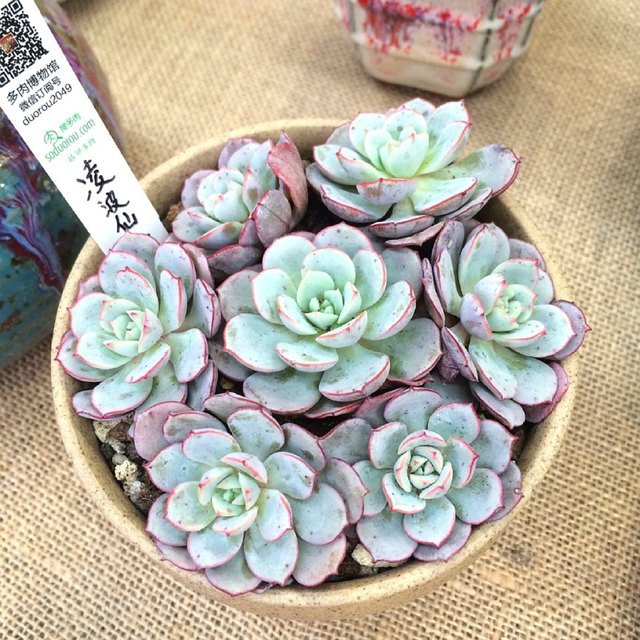 多肉怎么養(yǎng)的粗壯_粗桿多肉_多肉粗樁怎么養(yǎng)成