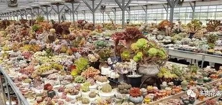 多肉冬天種植注意事項_多肉冬天的養(yǎng)殖方法和注意事項_冬天怎么種多肉