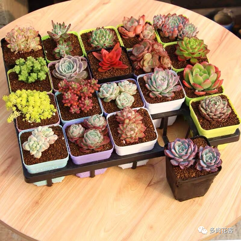 多肉冬天種植注意事項_多肉冬天的養(yǎng)殖方法和注意事項_冬天怎么種多肉