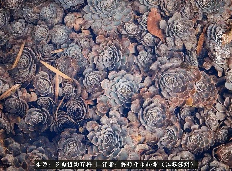 但是，今天我們要說的并不是日、月與卿，浮