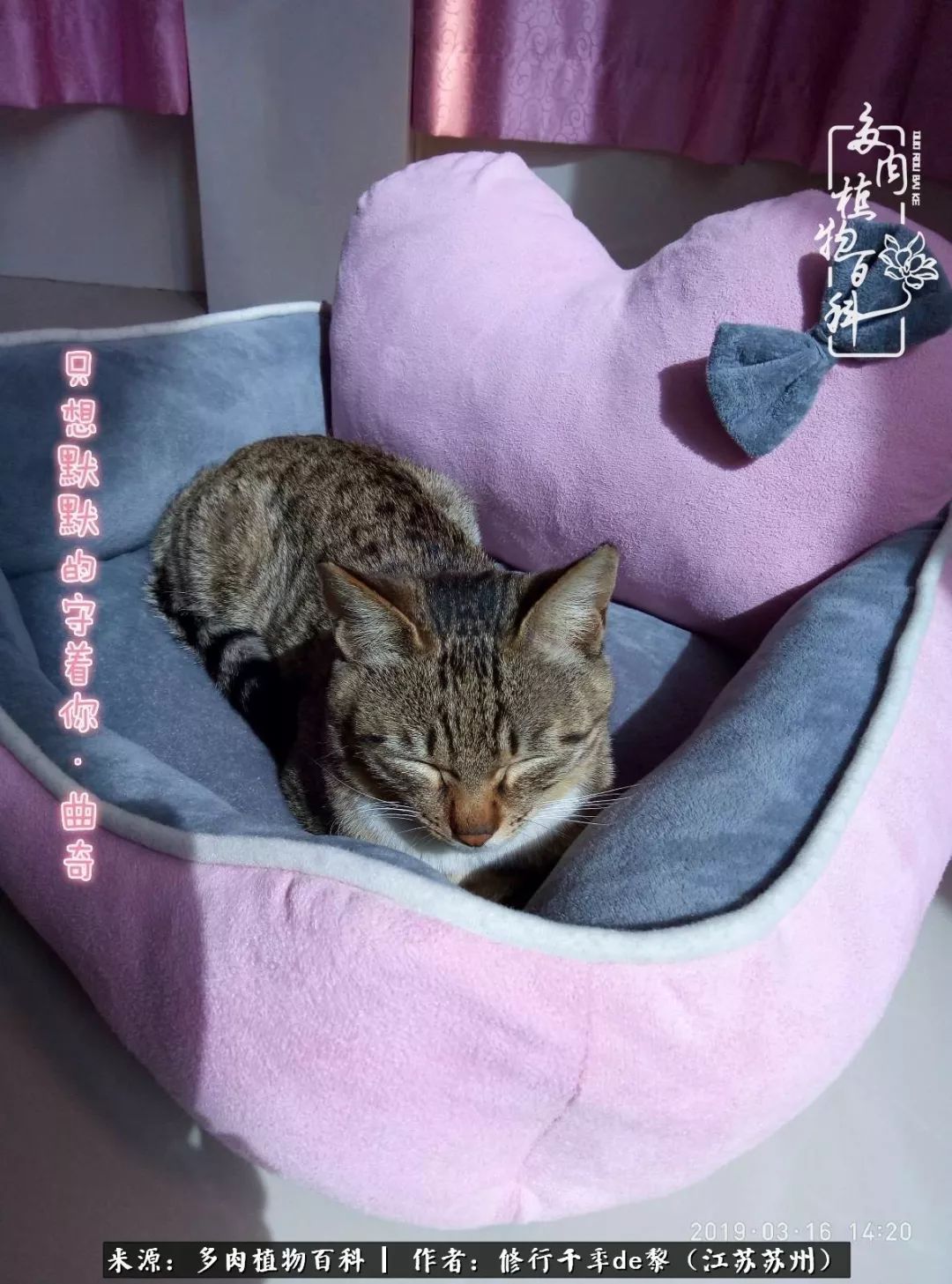 暗冰多肉怎么養_多肉暗冰貴嗎_多肉暗冰怎么養