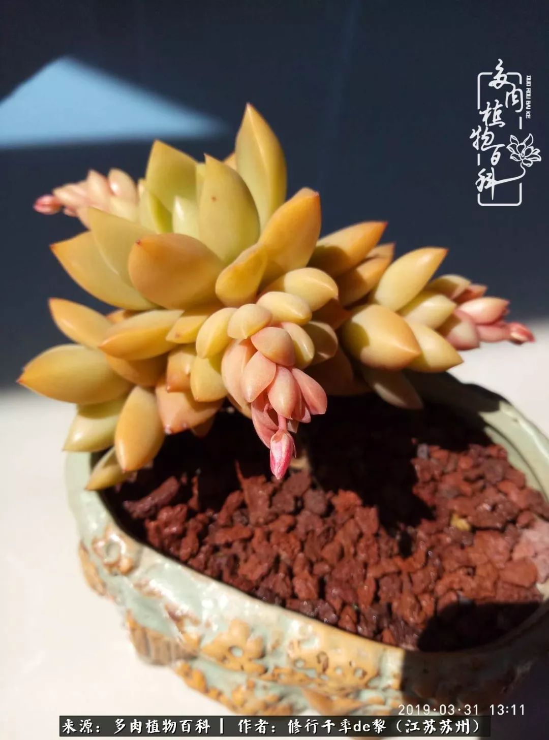 暗冰多肉怎么養_多肉暗冰貴嗎_多肉暗冰怎么養