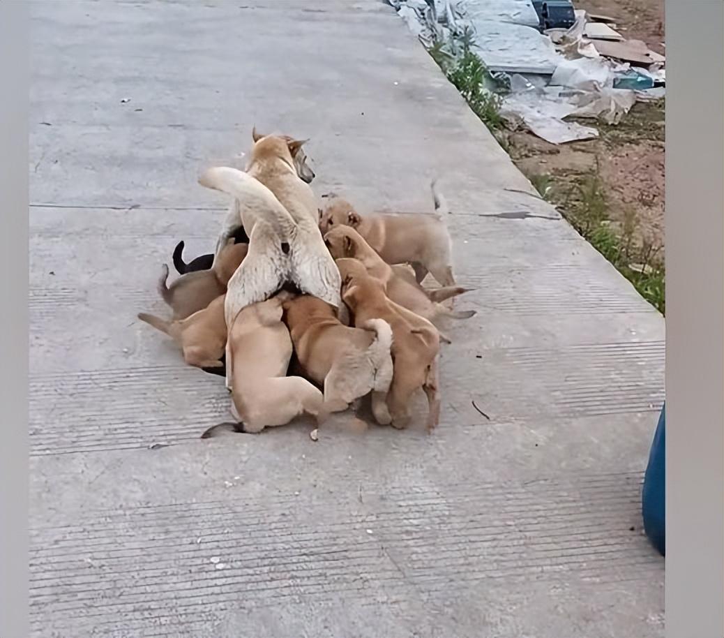 狗媽生了14只狗崽，男子看見其喂奶姿勢后：