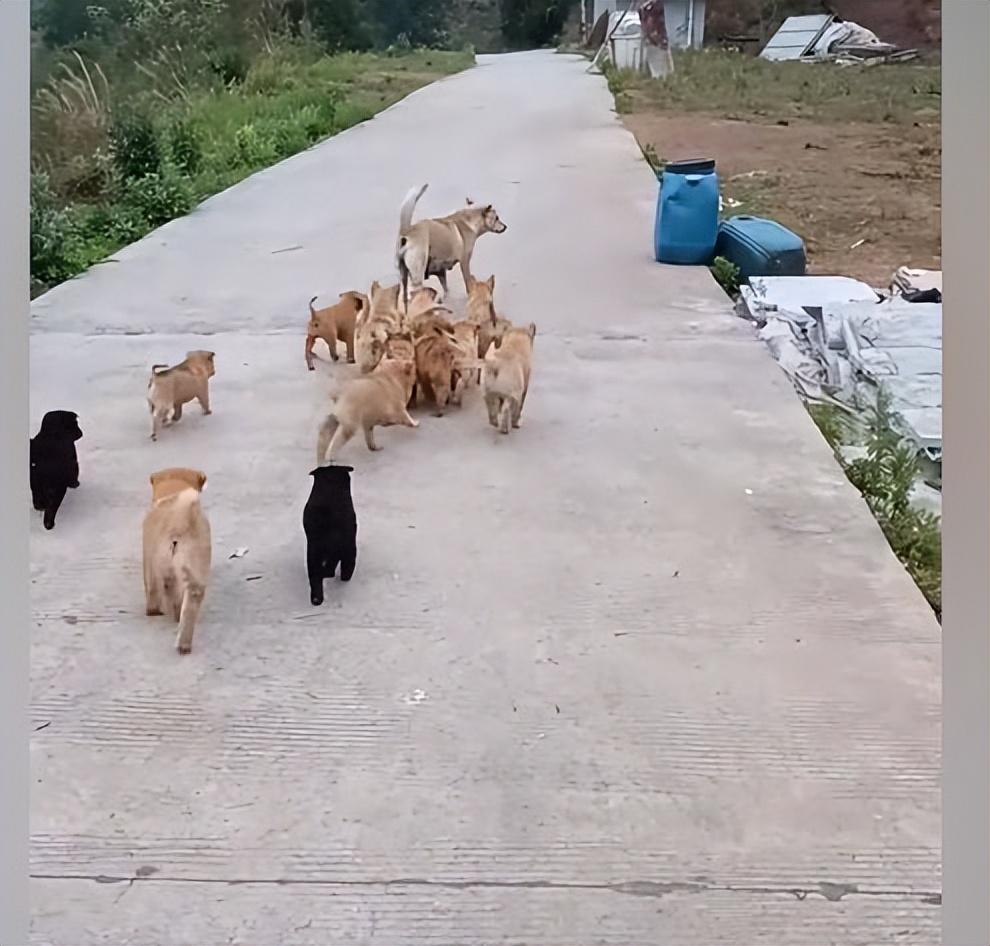 模擬動物人生2獅子生崽過程_小狗幾個月生小狗崽_傾城狂妃強(qiáng)撩魔皇生崽