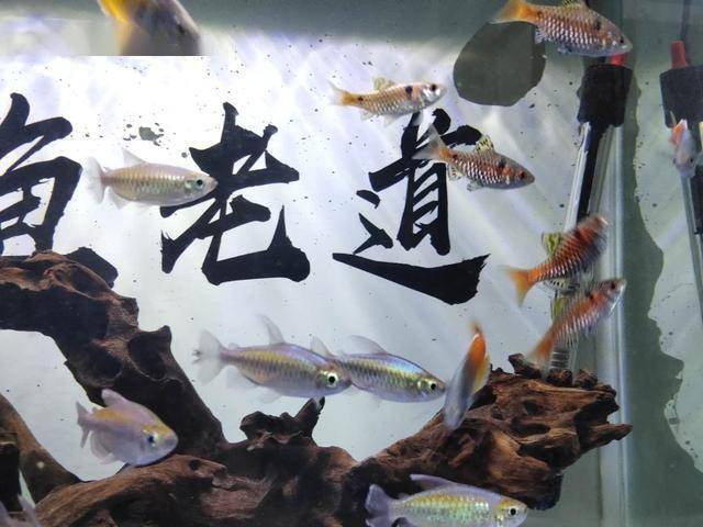 魚觀賞淡水小型魚有哪些_小型淡水魚觀賞魚_魚觀賞淡水小型魚能吃嗎