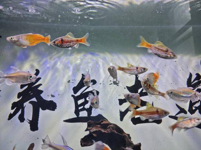 魚觀賞淡水小型魚能吃嗎_魚觀賞淡水小型魚有哪些_小型淡水魚觀賞魚