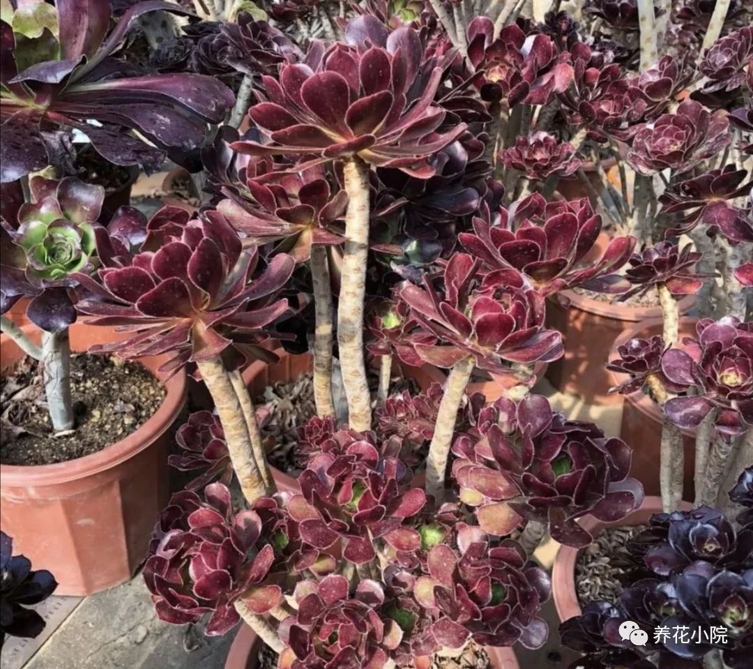 多肉黑法師的價格_多肉黑法師多少錢一盆_多肉黑法師好養嗎