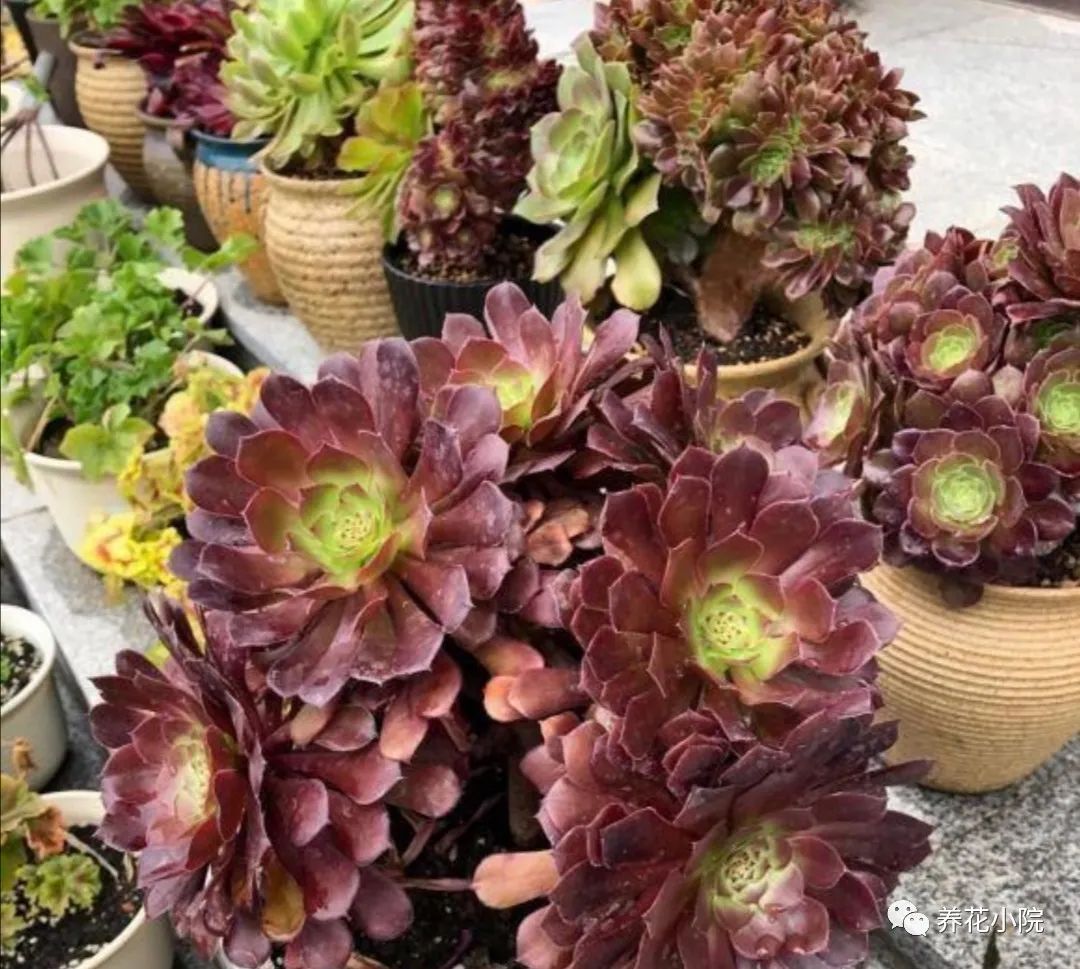 多肉黑法師好養嗎_多肉黑法師的價格_多肉黑法師多少錢一盆