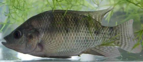 羅非魚是觀賞魚嗎_觀賞魚羅非魚是什么魚_觀賞魚羅非魚是淡水魚嗎