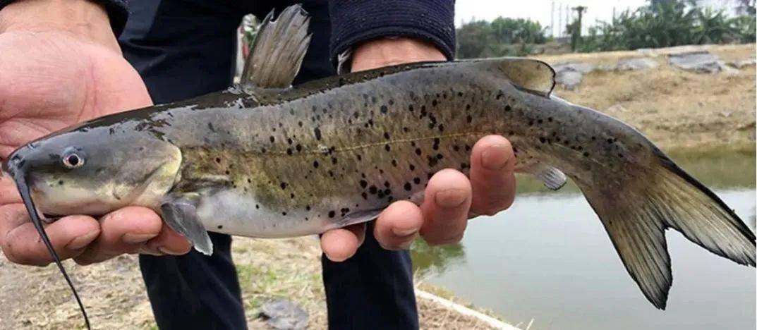 羅非魚是觀賞魚嗎_觀賞魚羅非魚是什么魚_觀賞魚羅非魚是淡水魚嗎