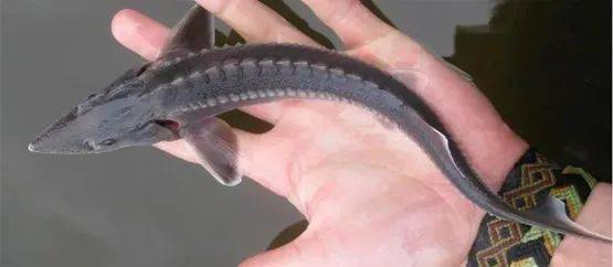 觀賞魚羅非魚是淡水魚嗎_羅非魚是觀賞魚嗎_觀賞魚羅非魚是什么魚