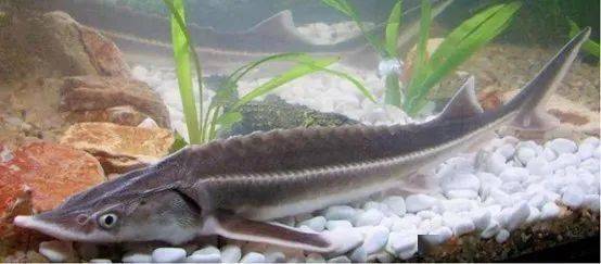 羅非魚是觀賞魚嗎_觀賞魚羅非魚是淡水魚嗎_觀賞魚羅非魚是什么魚