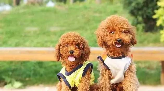 泰迪狗好養(yǎng)嗎_養(yǎng)狗養(yǎng)泰迪好嗎_泰迪狗好不好養(yǎng)活