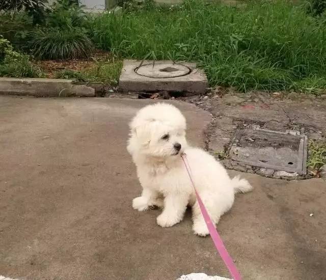 養(yǎng)狗養(yǎng)泰迪好嗎_泰迪狗好不好養(yǎng)活_泰迪狗好養(yǎng)嗎