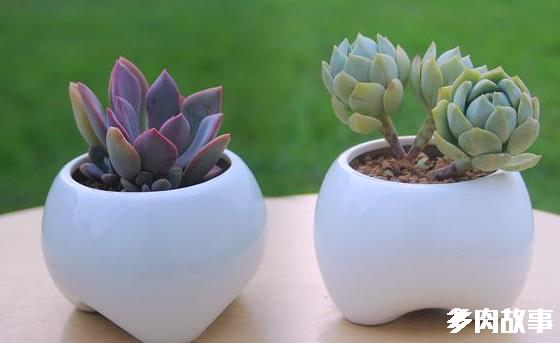 多肉越養越“散”，原因在這里！