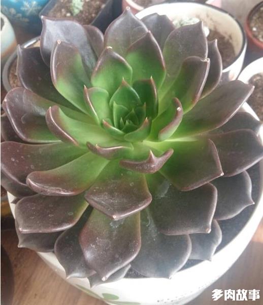 頭多肉長很多小疙瘩_多肉長了很多小頭_頭多肉長很多小白點