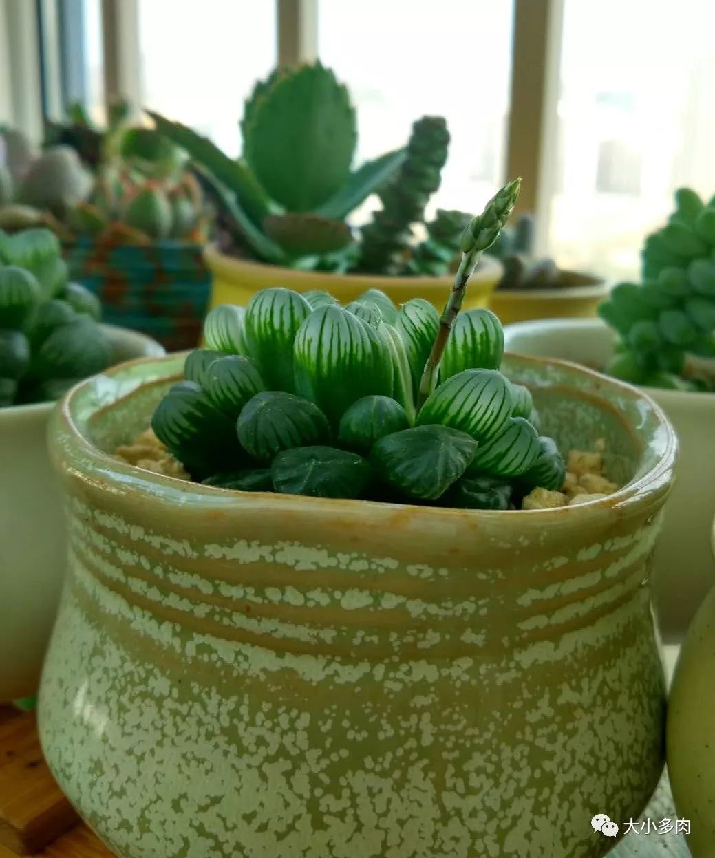 多肉根系長白色的_多肉白色根上長了小白須_多肉長白色根須