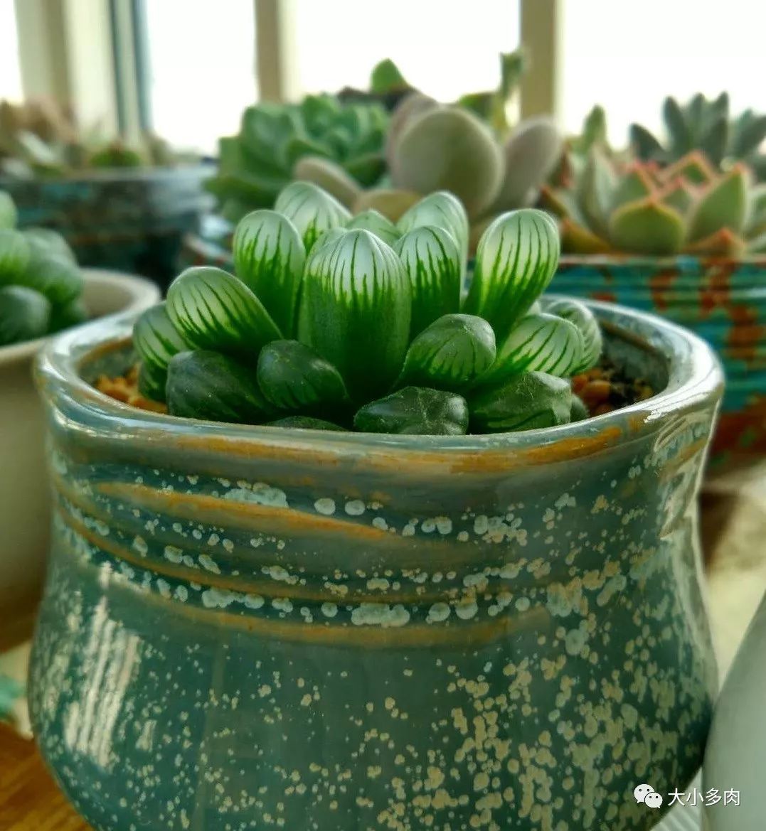 多肉白色根上長了小白須_多肉長白色根須_多肉根系長白色的