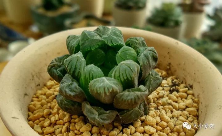 多肉根系長白色的_多肉長白色根須_多肉白色根上長了小白須