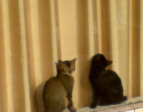 為什么半夜聽到貓慘叫，晚上3點貓叫有什么.