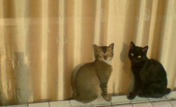 狗半夜里叫_大半夜狗狗叫_狗狗下半夜二三點叫什么原因