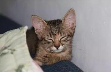 大半夜狗狗叫_狗狗下半夜二三點叫什么原因_狗半夜里叫