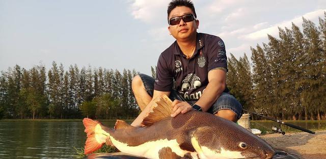 招財貓鯰魚_觀賞魚鯰魚招財貓_觀賞招財貓鯰魚魚苗圖片