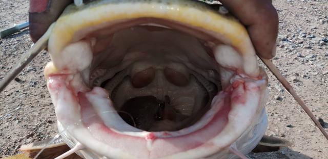 觀賞招財貓鯰魚魚苗圖片_招財貓鯰魚_觀賞魚鯰魚招財貓