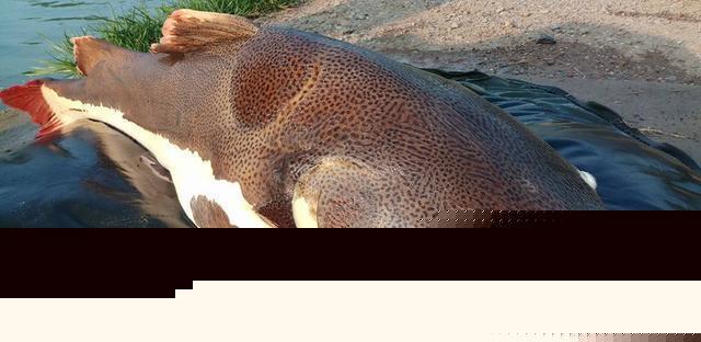 觀賞招財貓鯰魚魚苗圖片_觀賞魚鯰魚招財貓_招財貓鯰魚